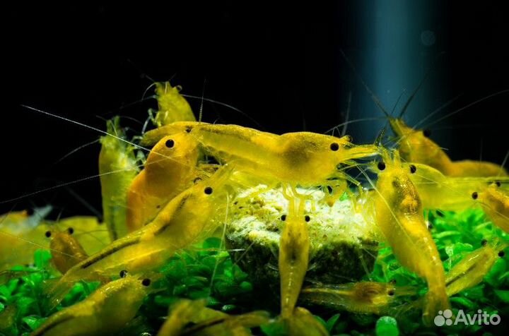 Креветки (разные цвета), гуппи, сомы