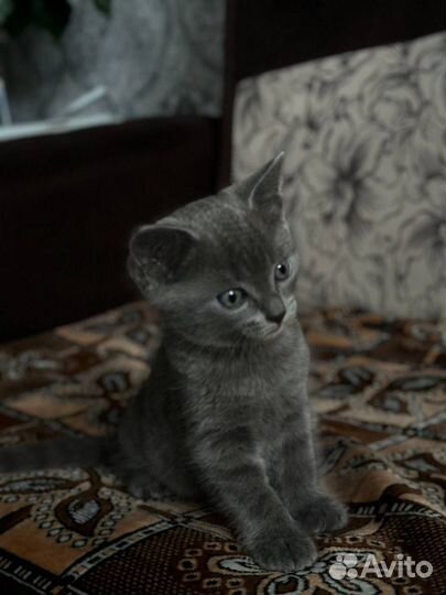 Шотландский котенок
