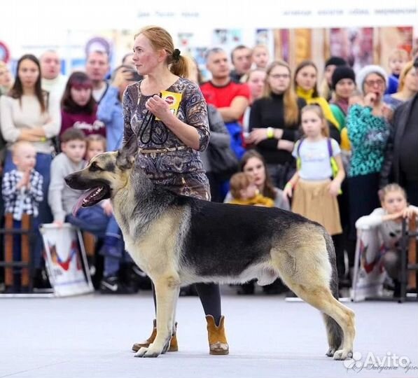 Дрессировка и воспитание собак