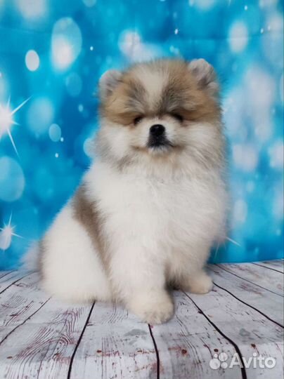 Щенки шпица