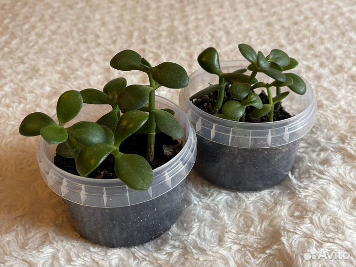 Толстянка саженцы