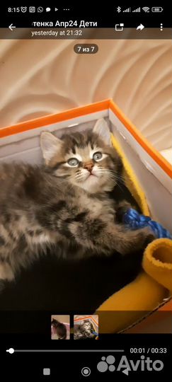 Пушистые котята русской сибирской кошки