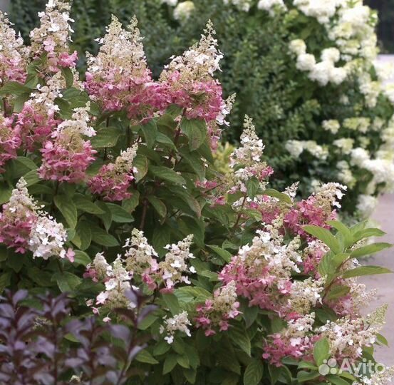 Гортензия Пинк Леди и другие