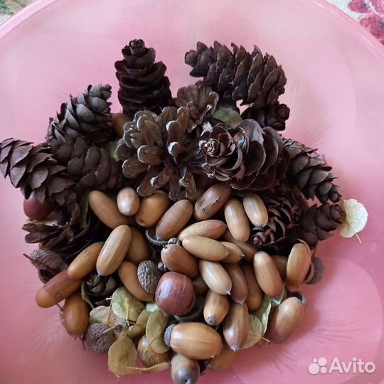 Шишки, желуди