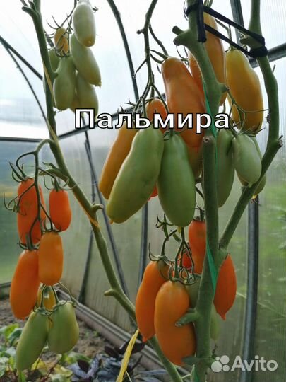 Семена сортовых томатов