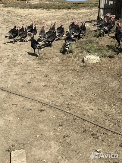 Индюки домашние