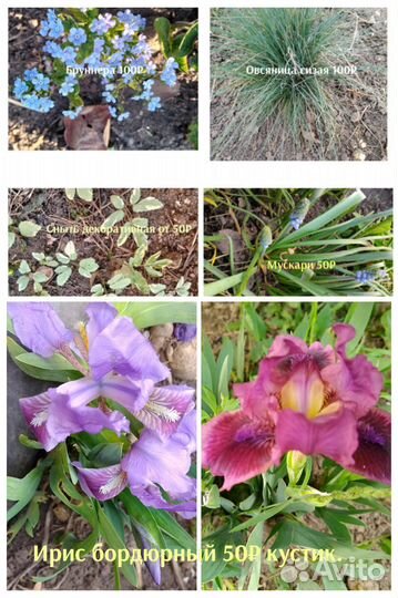 Комнатные и садовые растения