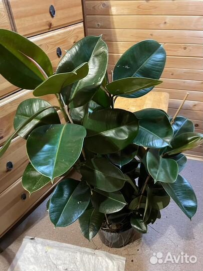 Фикус эластика Робуста D-27 /H-100, 3 ствола