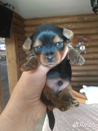 Йоркширский терьер