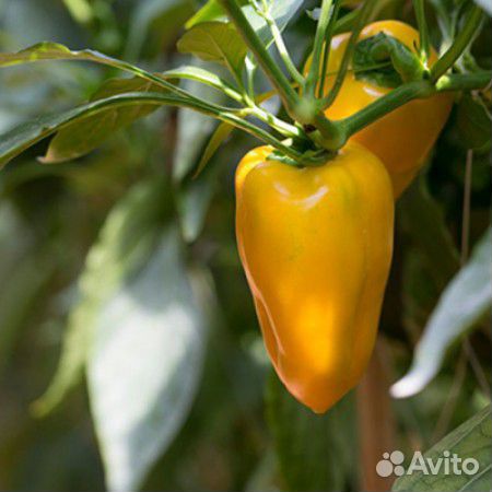 Семена Перца 