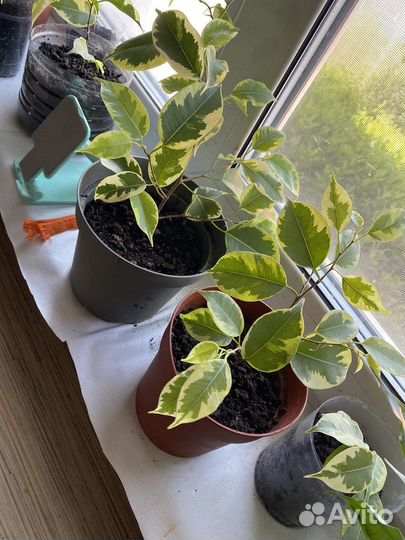 Фикус бенджамина пестролистный