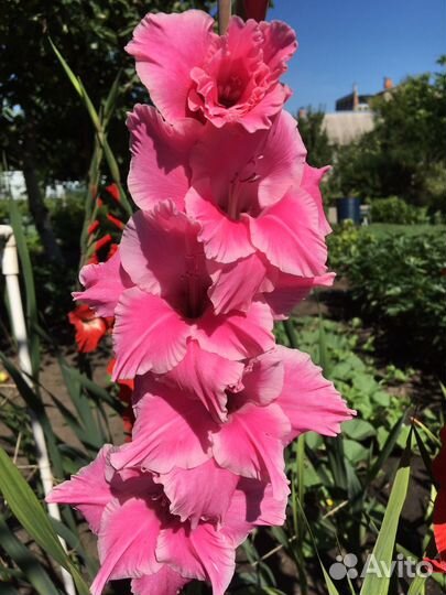 Цветы гладиолусы