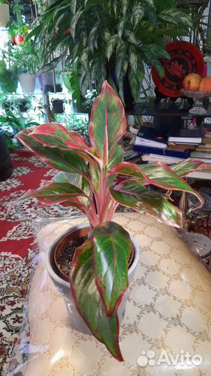 Декабрист белый и много других