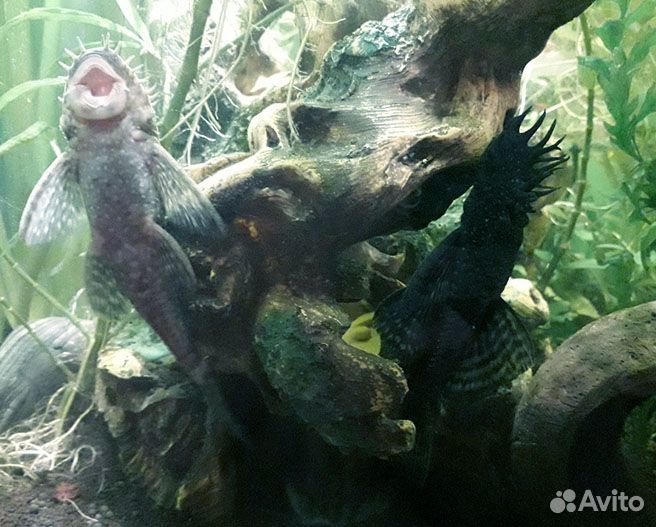 Анцитрусы (молодь,подростки), меченосцы кои (нет)