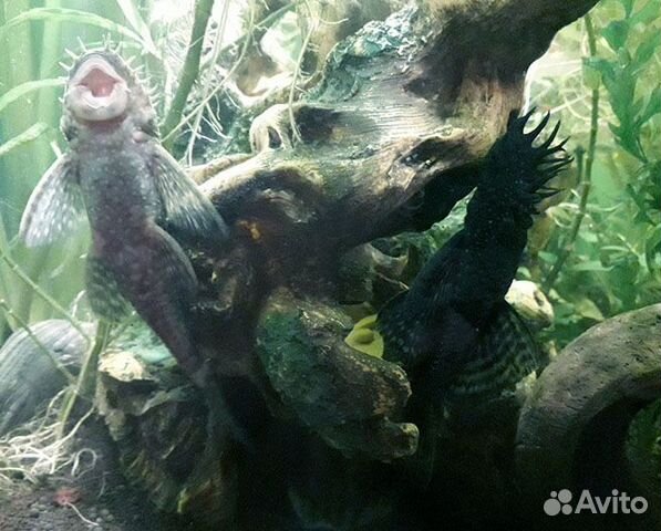 Анцитрусы (молодь,подростки), меченосцы кои (нет)