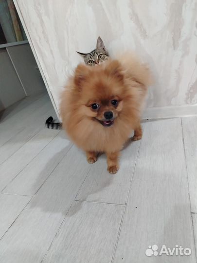 Мини шпиц вязка