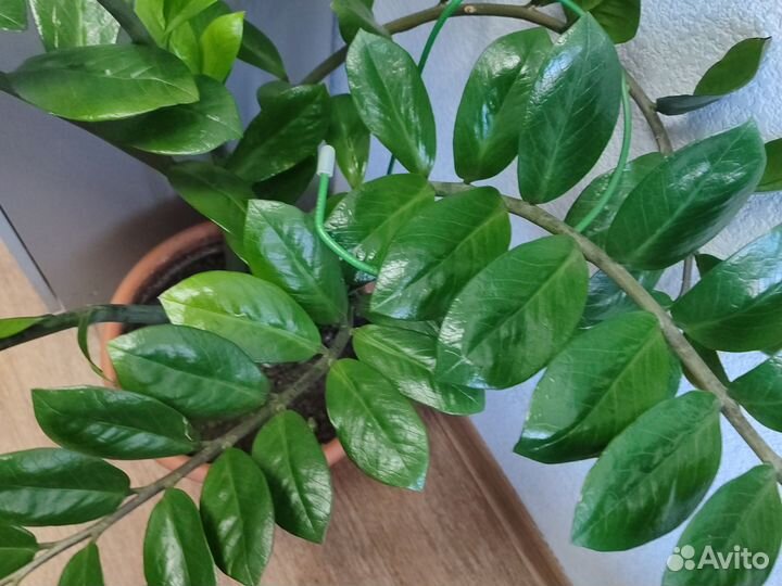 Замиокулькас