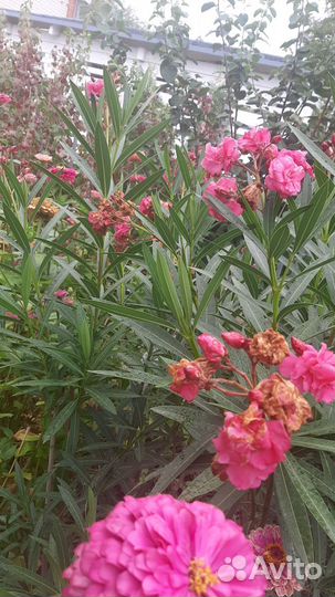 Рассада ремонтантной