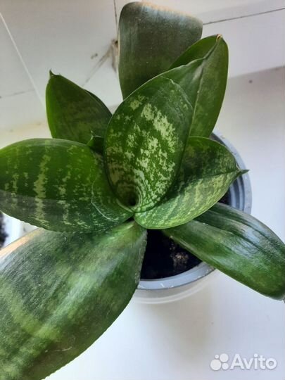 Сансевиерия