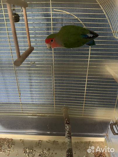 Попугай неразлучники с клеткой