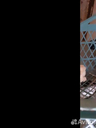 Цыплята брама. Суточные и недельные