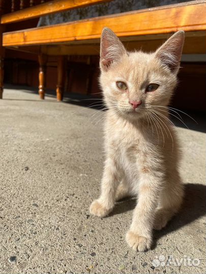 Кошки в добрые руки бесплатно