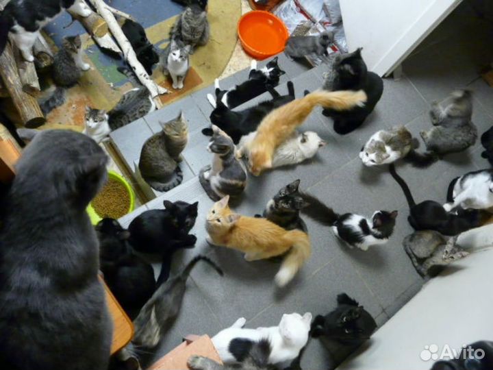 Помощник в приют