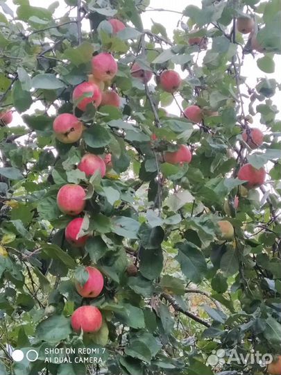 Яблоки из собственного сада