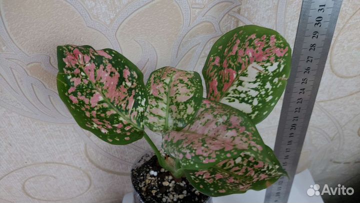 Аглаонема триколор