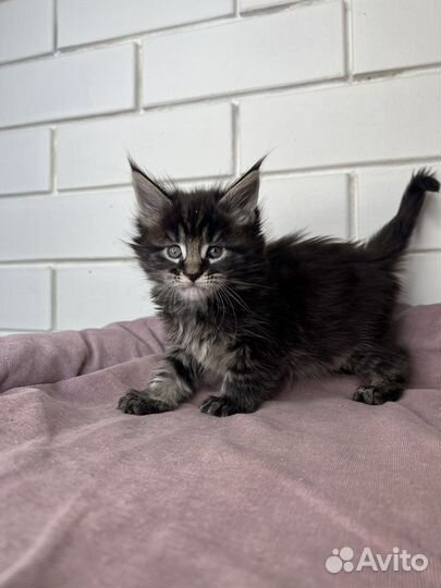 Мейн-кун котята