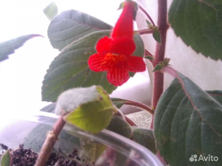 Колерия(Калерия )