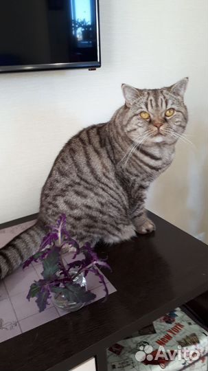 Отростки гинуры, колеуса