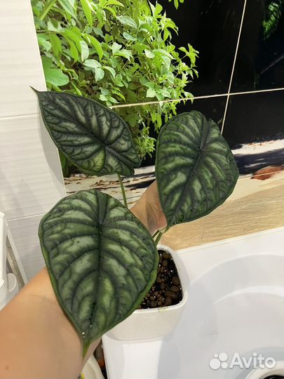 Продам клубни алоказии шкура дракона