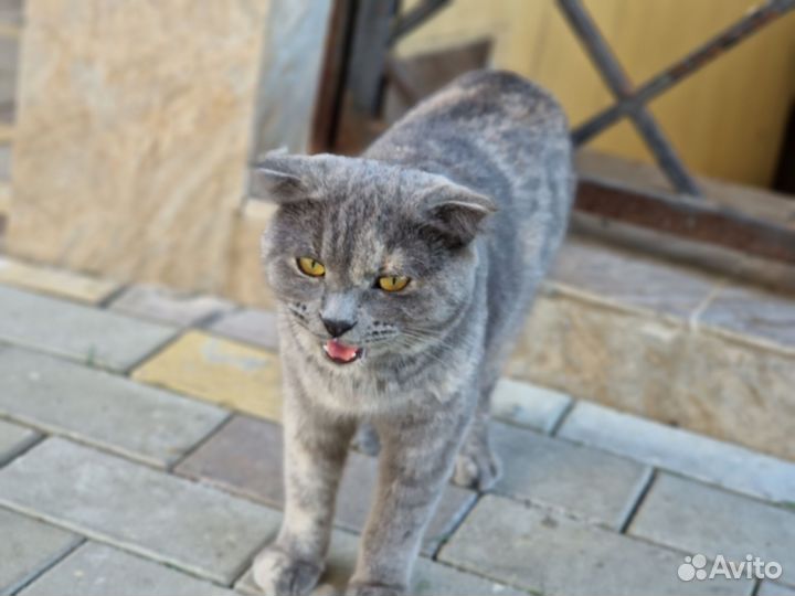 Кошка в дар