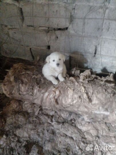 Щенки лабрадора