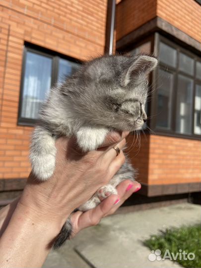 Котята 1,5 месяца