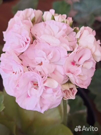 Пеларгония юг Симфония