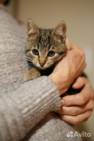 Котенок девочка