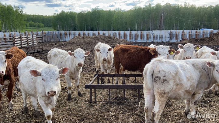 Телки на племя