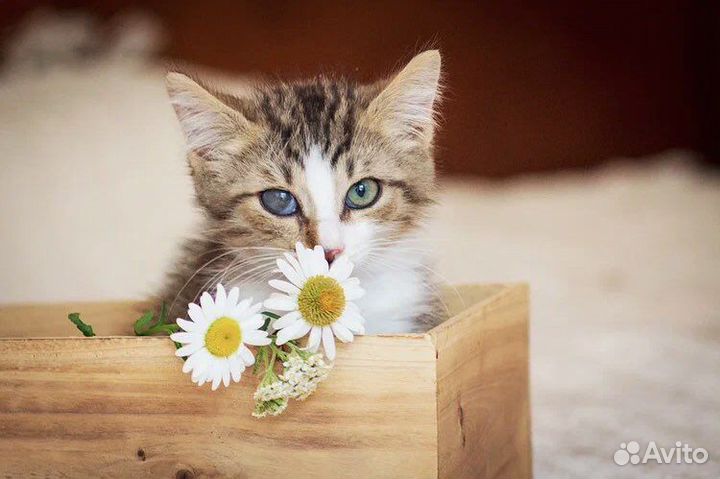 Малыш Микки ищет дом