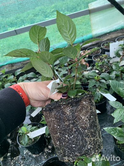 Миниатюрная гортензия Полистар