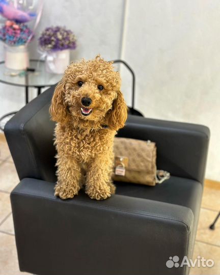 Карликовый пудель вязка