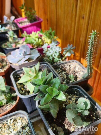 Суккуленты Хавортия Эониум Гастерия