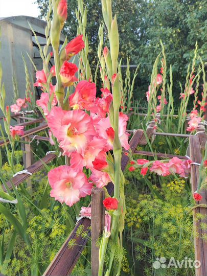 Гладиолусы