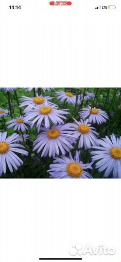 Ромашка голубая