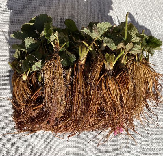 Саженцы клубники зкс