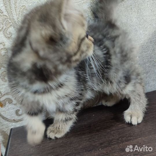 Шотландская