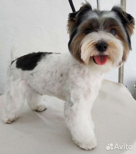 Стрижка, тримминг, экспресс-линька собак