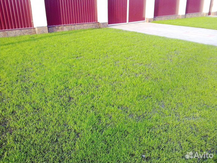 Газон посевной