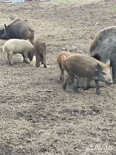 Для разведения